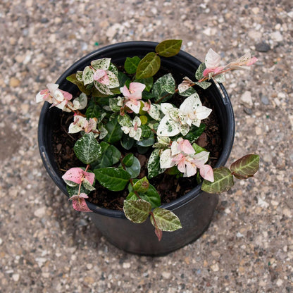 American Plant Exchange Snow & Summer Jasmine – 6-Inch with Pot – Live Fragrant Flowering Climbing