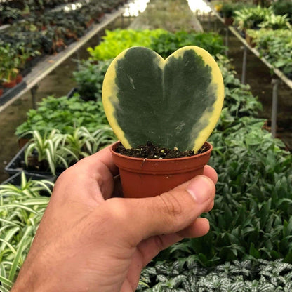 Hoya Sweetheart Variegated Live Plant for Indoor | Different Houseplants in 3'' Pot | Real House