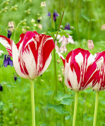 Mixed Sorbet Tulips – 8 Bulbs | Pink, Red & White Perennial Flowers - Spring Blooming |