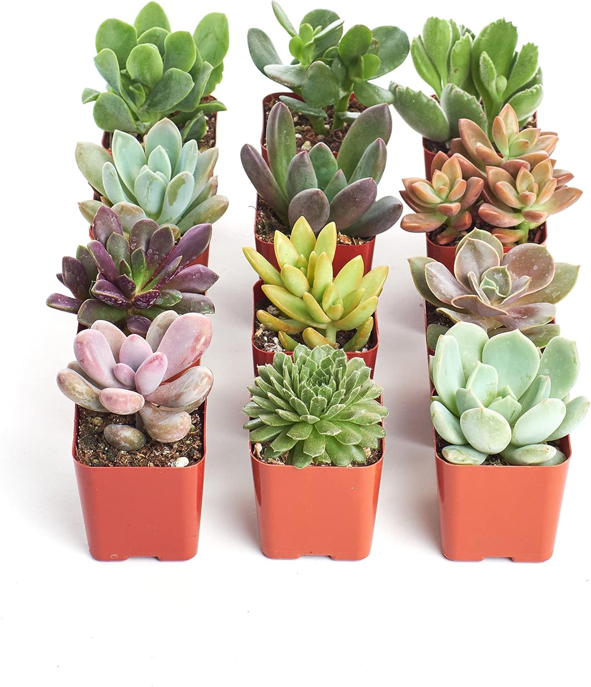 Shop Succulents Unique Succulent Plant Pack Collection - Live Mini Succulent Plants, Low