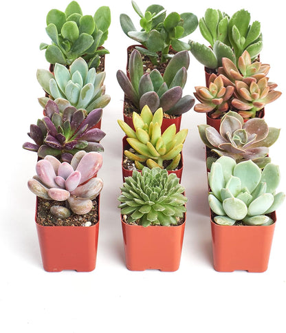Shop Succulents Unique Succulent Plant Pack Collection - Live Mini Succulent Plants, Low