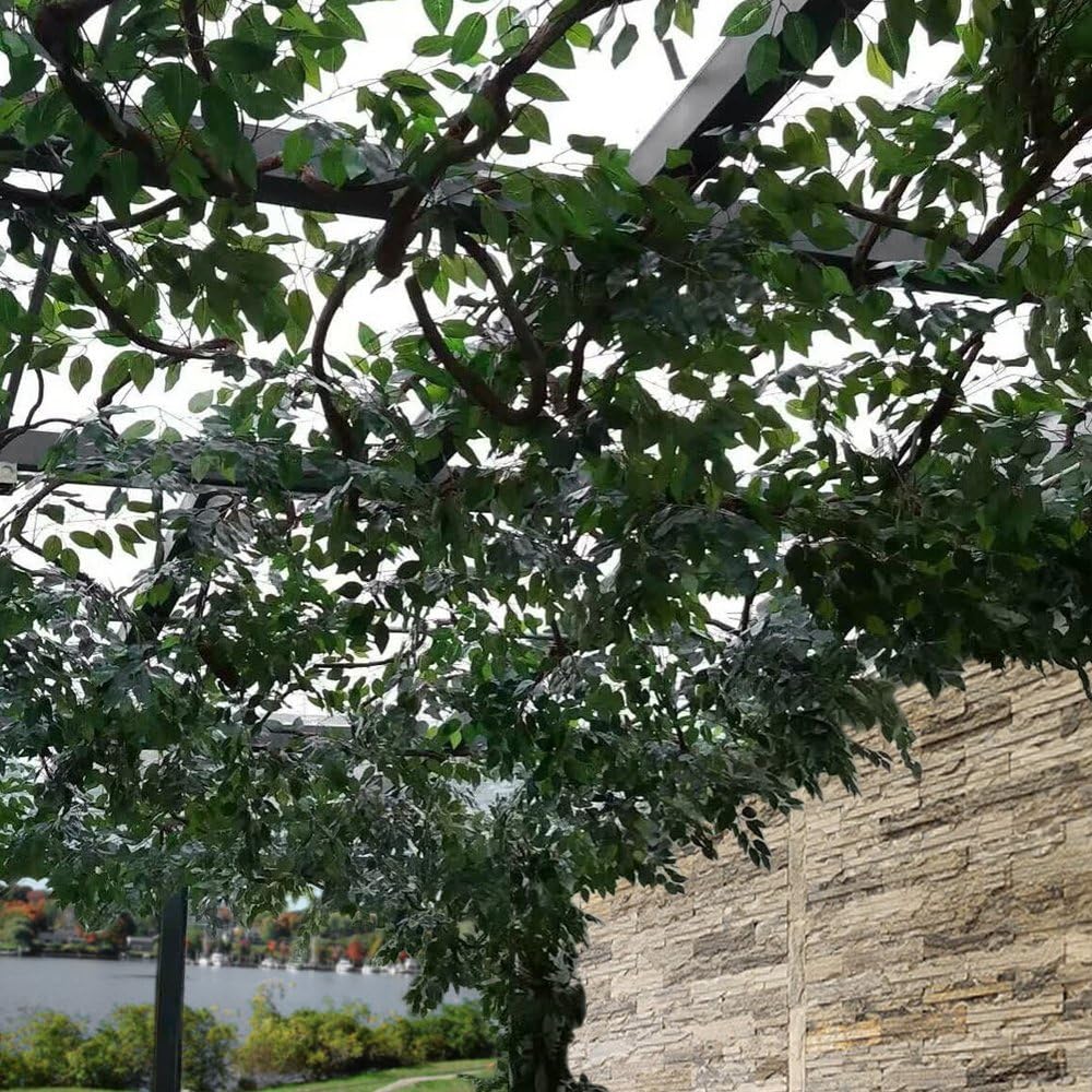 GTIDEA 12 Pcs Ficus Tree Leaves Branches Artificial Greenery Stems Silk Green Leaves Plants for