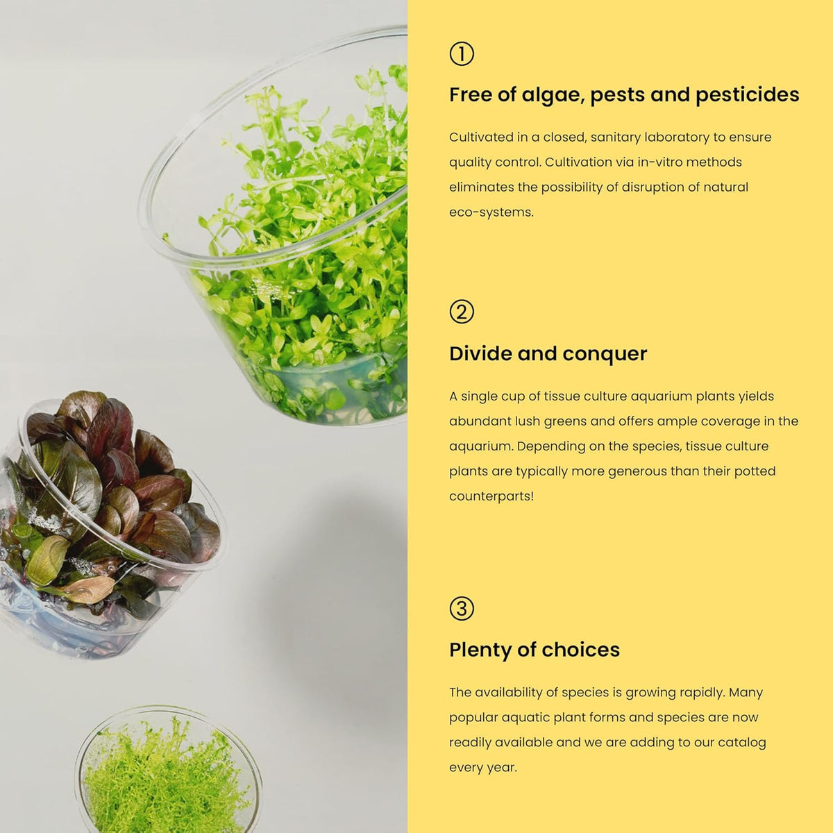 Ultum Nature Systems Micranthemum Monte Carlo Tissue Culture Live Plant for Aquarium, Aquascape