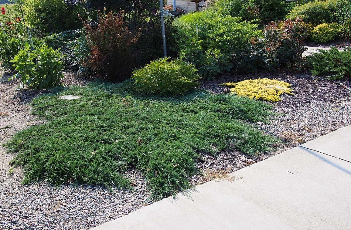 Blue Rug Juniper - 30 Live Plants - 4" Container Low Maintenance Evergreen Ground Cover