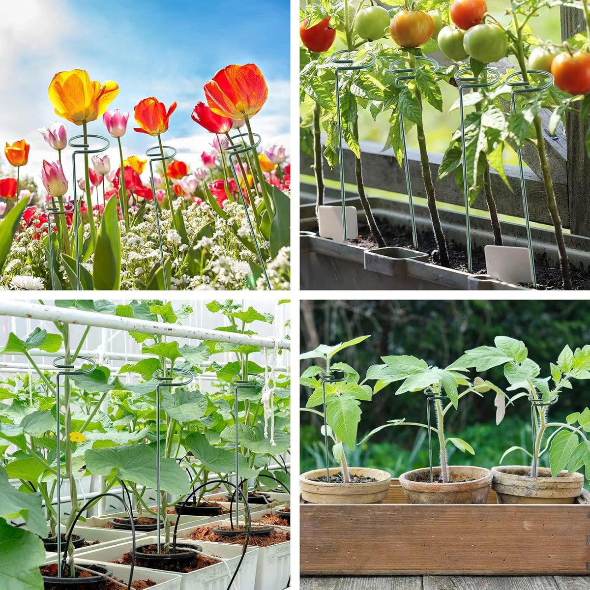 36 Inch 12 Packs Plant Support Stakes,Garden Single stemmed Plant Support Hoops, Plant Prop, for