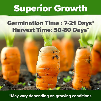 HOME GROWN 𝗨𝗦𝗔 𝗣𝗥𝗘𝗠𝗜𝗨𝗠 Rainbow Carrot Seeds – 2500+ Heirloom Seeds (10 Varieties) – High