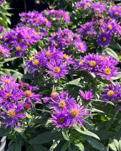 Perennial Farm Aster Novae-Angliae 'Purple Dome' – Live Dwarf New England Perennial in #1