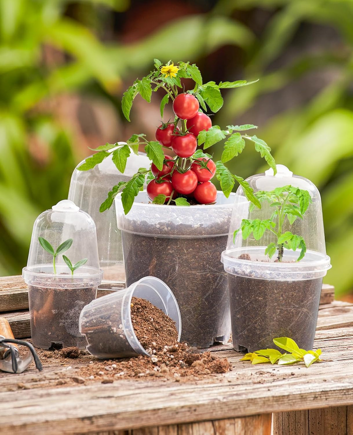 homenote Clear Nursery Pots for Plants,3/4/5 Inch Plant Pot for Planting with Humidity Domes