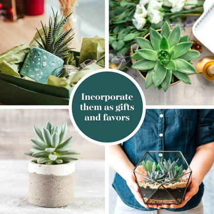 Shop Succulents Blue & Green Succulent Plant Pack Collection - Live Mini Succulent Plants, Low
