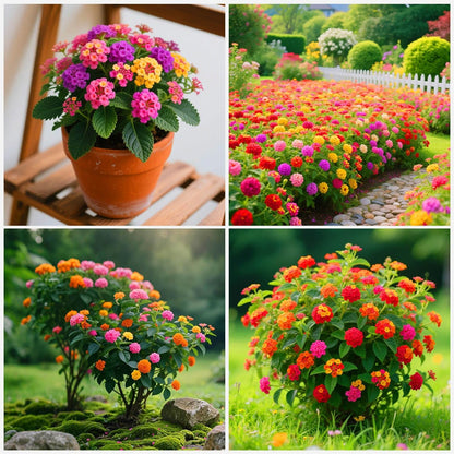 600 Lantana Flower Seeds – Colorful Perennial Seeds | Drought-Tolerant, Easy to Grow &