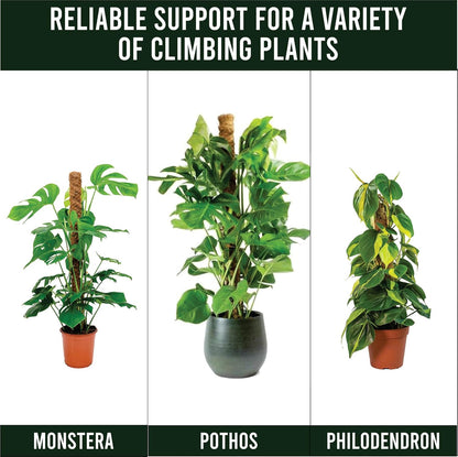 Moss Pole Pack of 4 – 50CM Monstera Plant Support | Natural Coco Coir Plant Poles for Indoor Plants