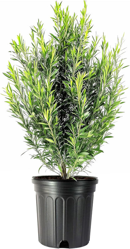 Podocarpus Japanese Yew | 1 Extra Large 3 Gallon Plant | Podocarpus Macrophyllus | Evergreen Shrub