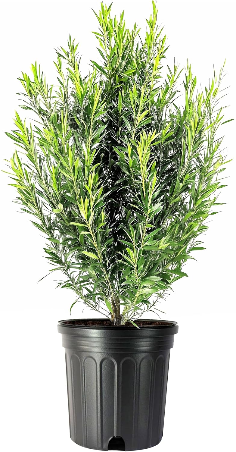Podocarpus Japanese Yew | 2 Extra Large 3 Gallon Plants | Podocarpus Macrophyllus | Evergreen