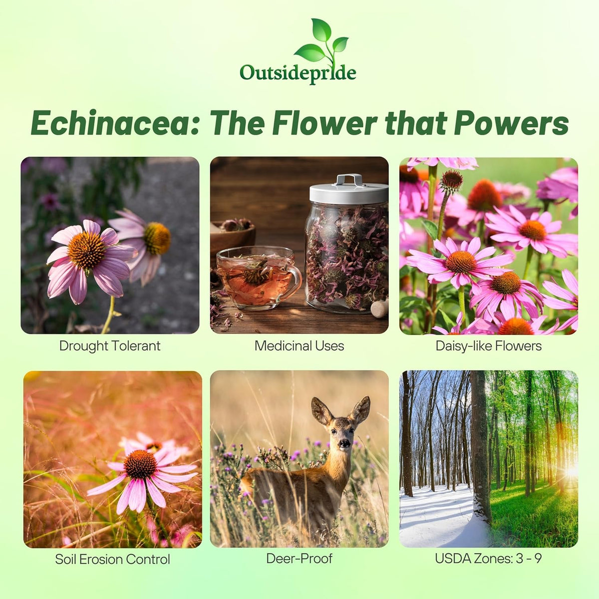 Outsidepride Purple Echinacea Coneflower Seeds - 1 lb Perennial, Deer-Proof & Drought Tolerant