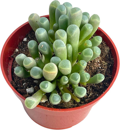 Live Succulent 4" "Baby Toes Fenestraria Rhopalophylla, Succulents Plants Live Fully Rooted House
