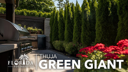 Thuja Green Giant | 10 Live Trees | Thuja standishii x plicata | Fast Growing Privacy Screen |