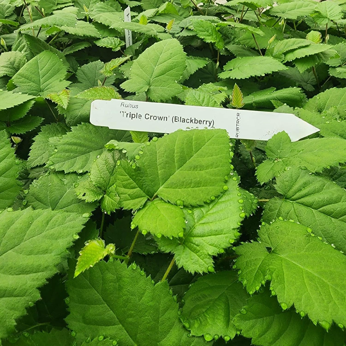 BlackBerry Plants Triple Crown Live for Sale (4 Pack) | Easy to Grow Plants | Edible Fruit Plant
