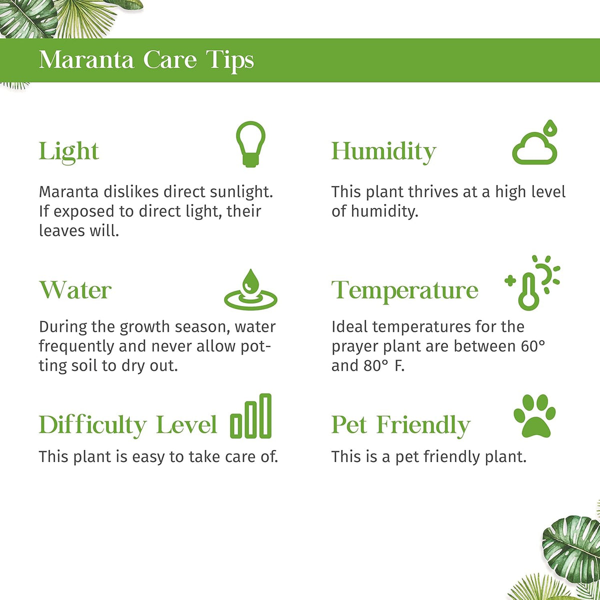 Maranta Red Prayer Live Plant for Indoor | Different Houseplants in 3'' Pot | Real House Plant for
