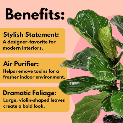 United Nursery Fiddle Leaf Fig – Ficus Lyrata Standard Tree in 10” Grower Pot – 24–34 Inches Tall