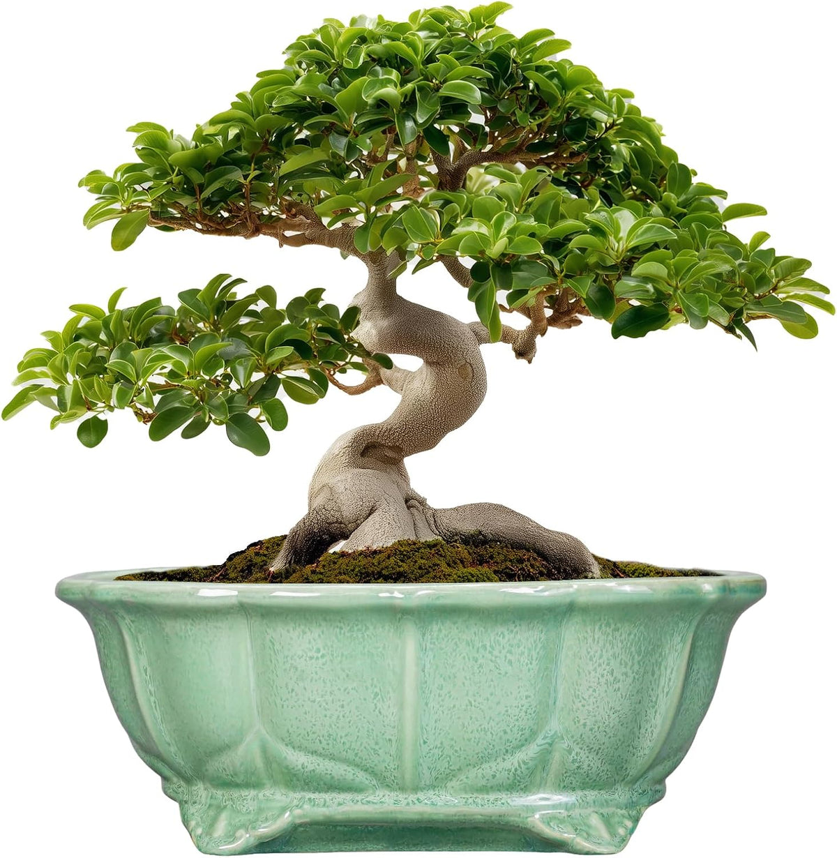 Bonsai Tree Pot - 13.2 Inch Large Ceramic Succulent Planter for Indoor Outdoor, Oval Plant Pot with