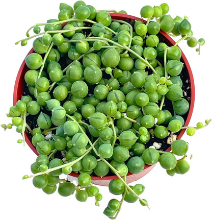 Live Succulent (4" String of Pearls), Succulents Plants Live, Succulent Plants Fully Rooted, Rare