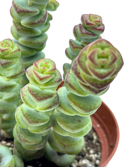 Live Succulent 4" Crassula Baby Necklace, Succulents Plants Live, Succulent Plants Fully Rooted