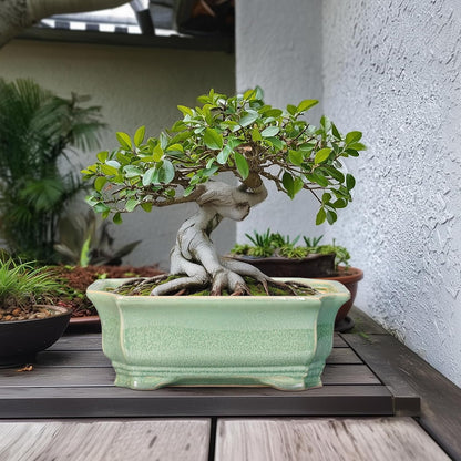 Bonsai Pots - 13.7 Inch Rectangle Ceramic Pots for Plants, Large Succulent Planter with Drainage