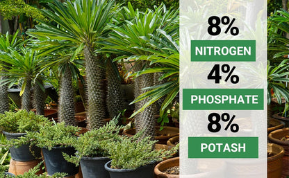 8-4-8 Professional Palm Tree Fertilizer Plant Food; for Indoor Potted Plants and Outdoor Landscape