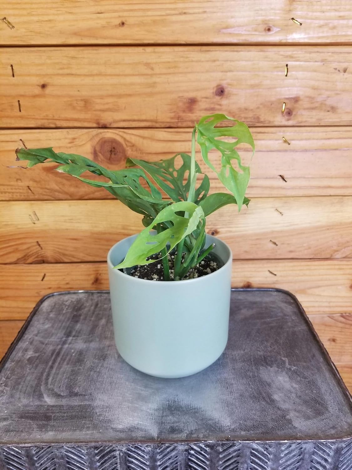 Monstera Esqueleto, 4" Plant