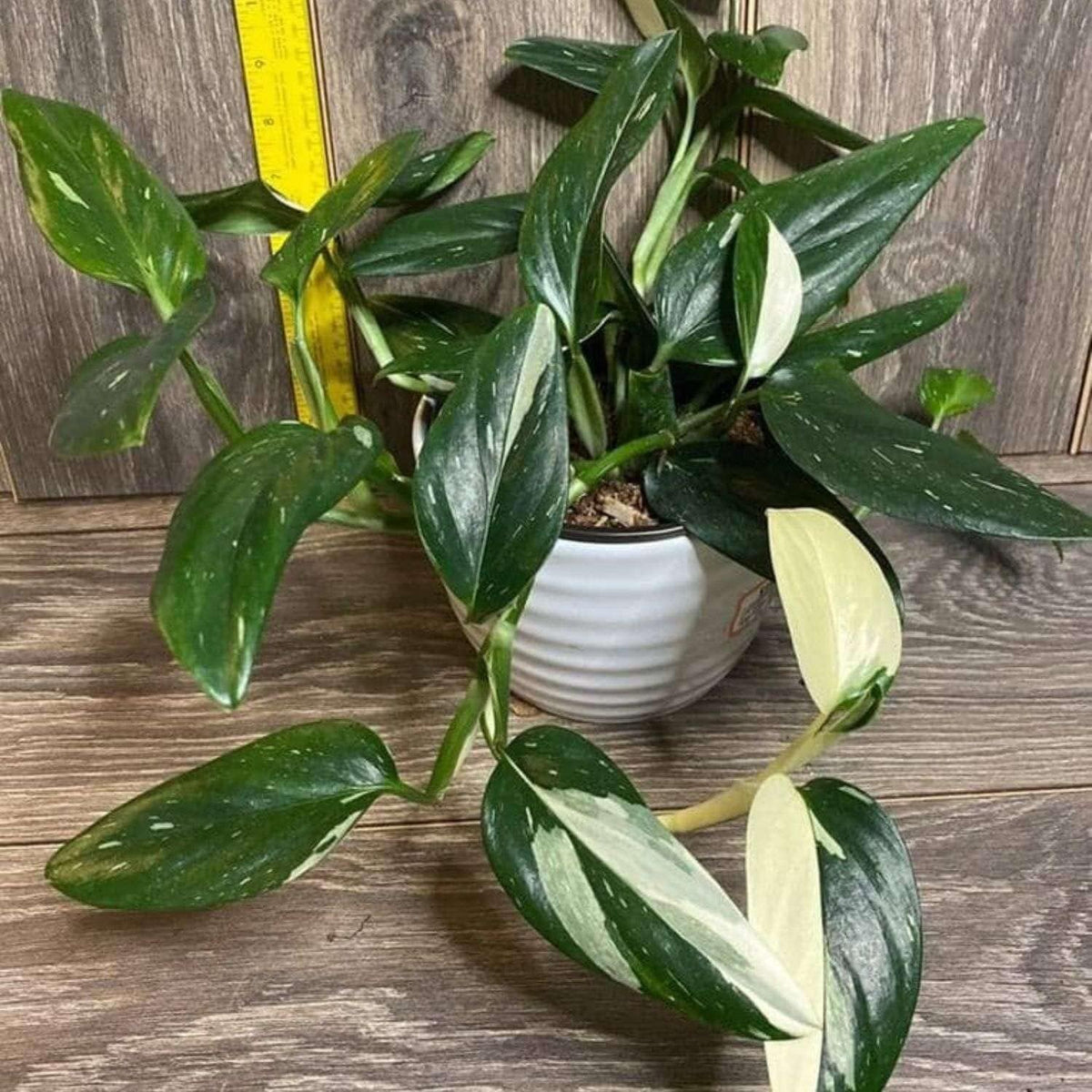 Monstera Standeleyana Albo Variegated Live Plant for Indoor | Different Houseplants in 4'' & 6''