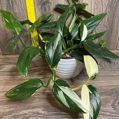 Monstera Standeleyana Albo Variegated Live Plant for Indoor | Different Houseplants in 4'' & 6''