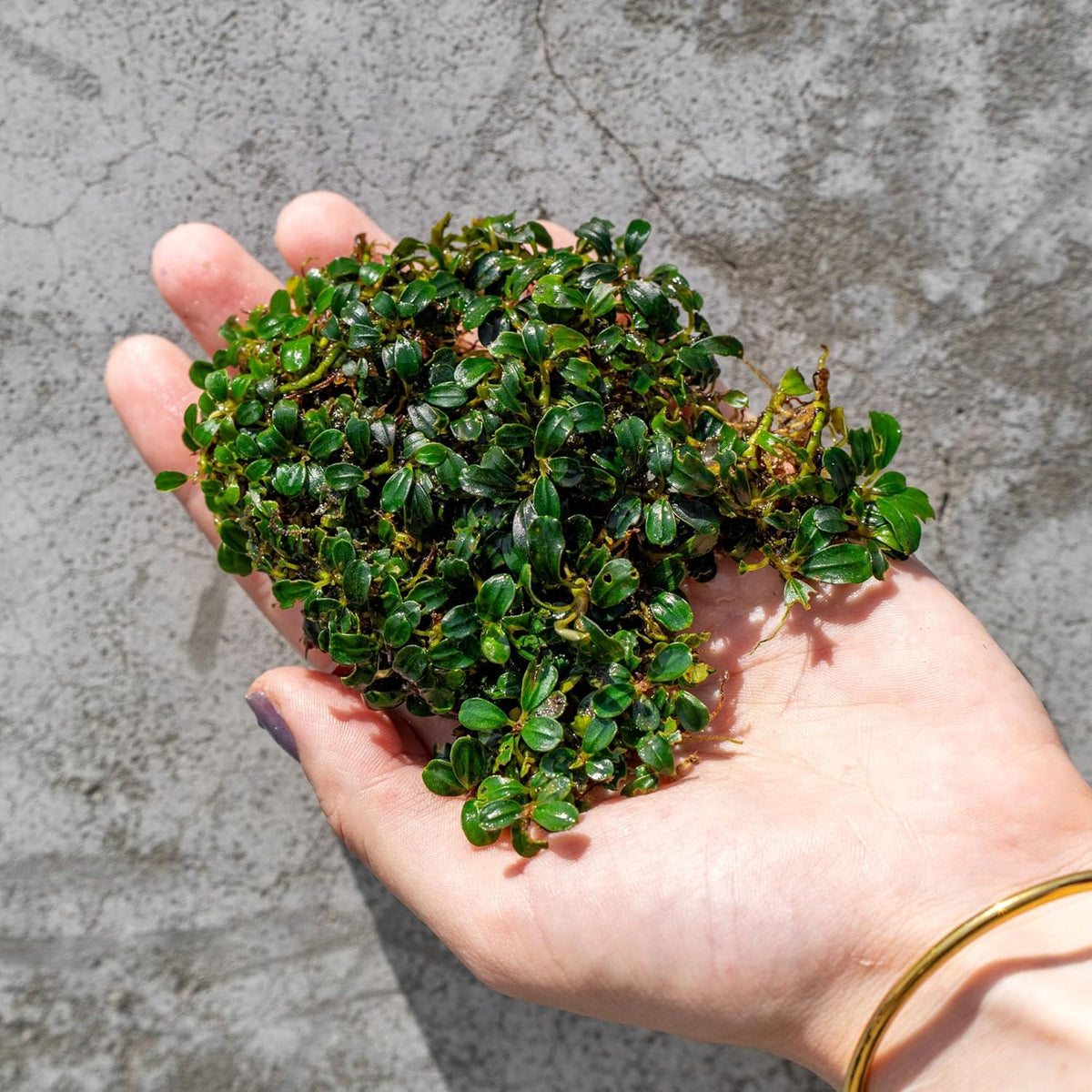 SubstrateSource Bucephalandra Lamandau Mini Purple Live Aquarium Plant - Natural Freshwater Fish