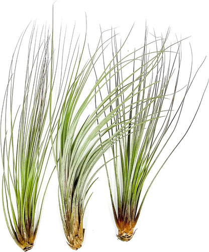 ragnaroc Air Plants - Tillandsia Juncea, Jumbo 8-12" - 3ct - Live Arrival Guaranteed - House Plants