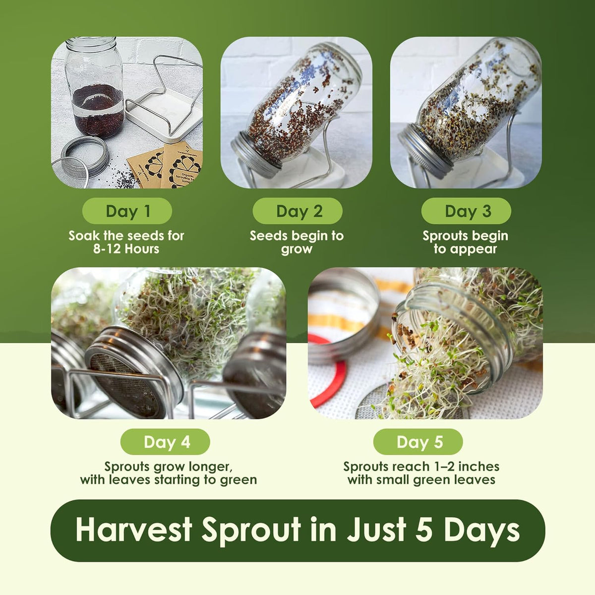 Nature Jims Sprouts Organic Broccoli Seeds for Sprouting – Certified Non-GMO, Rich in Sulforaphane