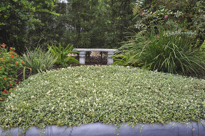 Variegated Asiatic Jasmine | 40 Live Plants | Trachelospermum Asiaticum | Fast Growing Ground