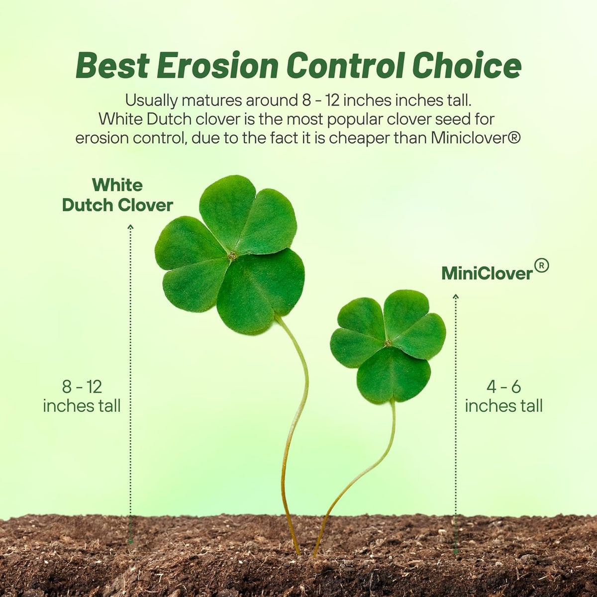 Outsidepride Perennial White Dutch Clover Seed - 10 lbs. Nitrocoated, Inoculated Clover Seeds for