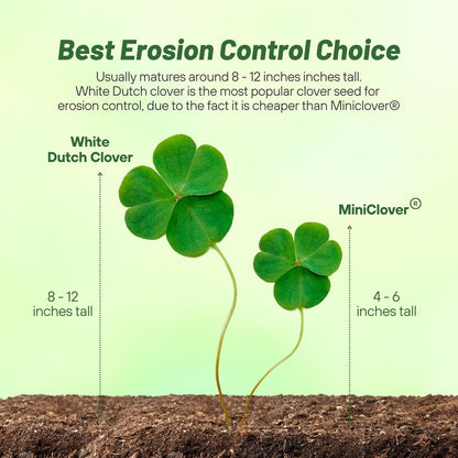 Outsidepride Perennial White Dutch Clover Seed - 1 lbs. Nitrocoated, Inoculated Clover Seeds for