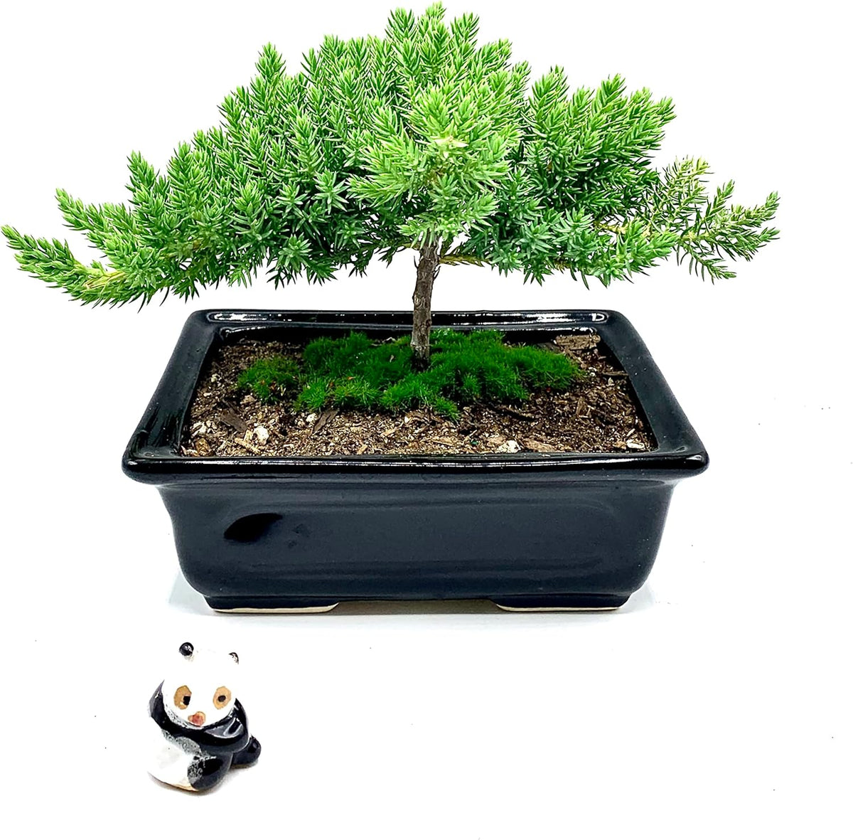 Live Dwarf Juniper Bonsai Tree 4-5years Old with Cute Ceramic Panda | Juniper or Jade Bonsai Tree |