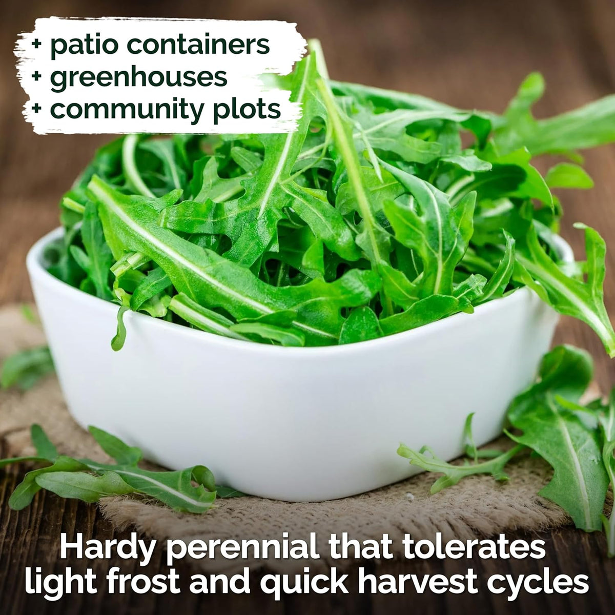 KVITER 2500 Roquette Arugula Seeds (Diplotaxis tenuifolia) - Arugula Fresh Organic & Non GMO