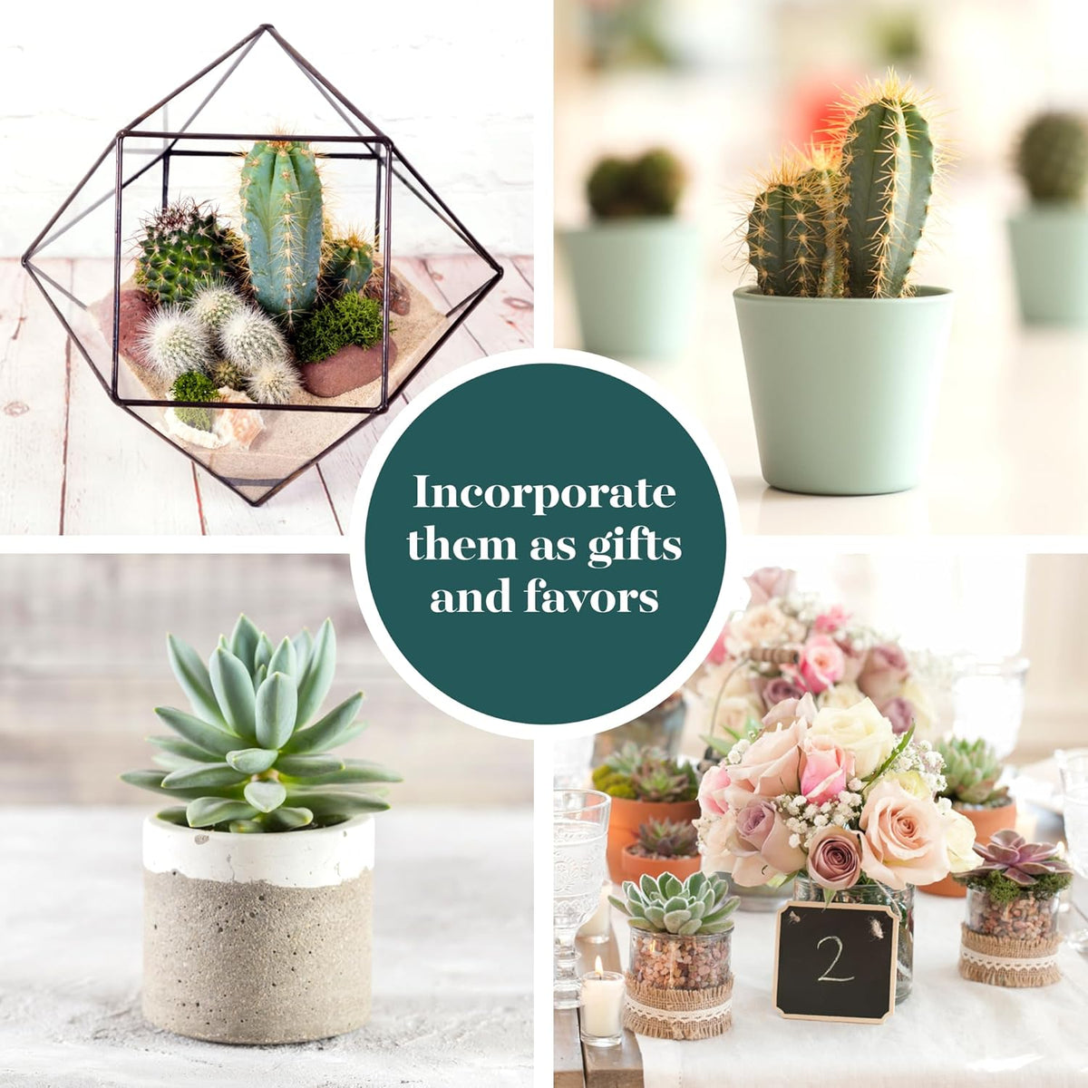 Shop Succulents Premium Live Mini Cactus and Succulent Plants in 2" Pots, Easy Care Indoor or