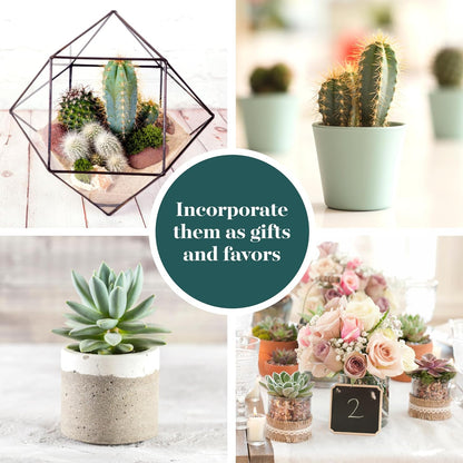 Shop Succulents Premium Live Mini Cactus and Succulent Plants in 2" Pots, Easy Care Indoor or