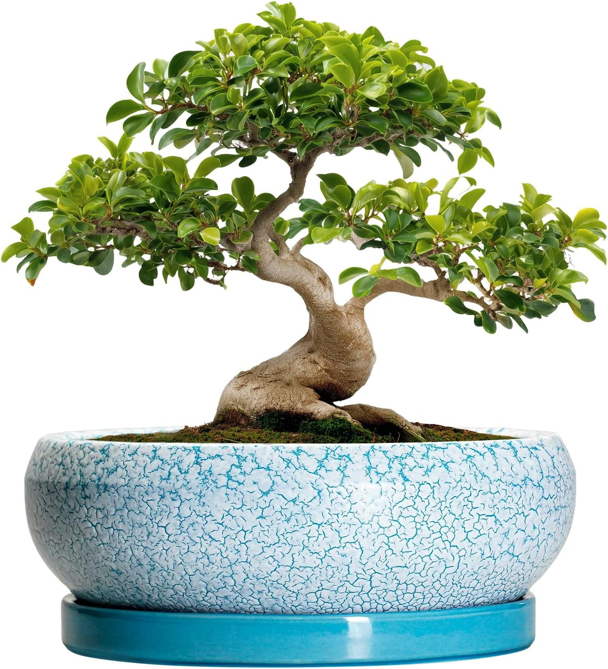 Bonsai Pots - 13 Inch Ceramic Succulent Pots with Drainage Hole and Tray, Large Succulent Planter