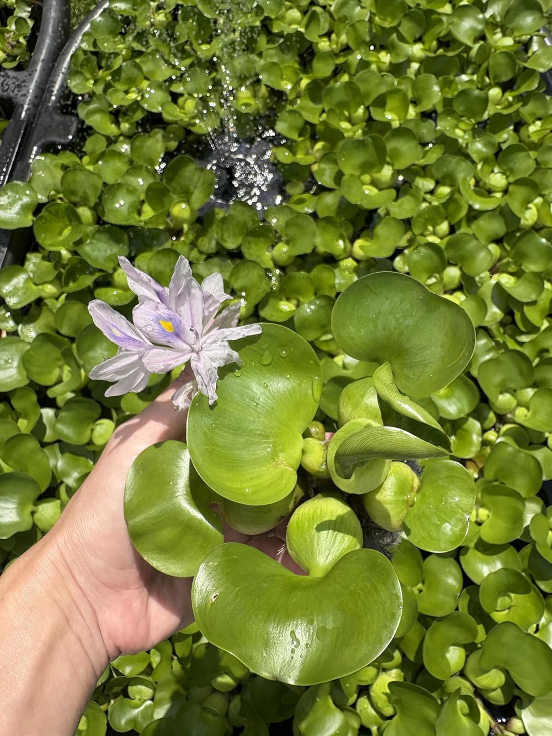 Water Hyacinth - Eichhornia crassipes - Live Plants for Pond, Floating Aquatic Garden Plants - 1