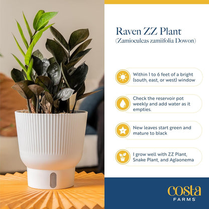 Costa Farms Raven ZZ Live Plant in Self Watering Pot, Easy to Maintain, Air Purifying Indoor