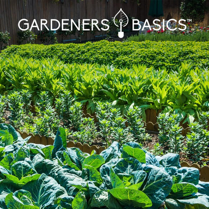 Gardeners Basics Seed Safe Kit – 35 Easy-to-Grow Heirloom Vegetable Seeds for Beginners – Non-GMO