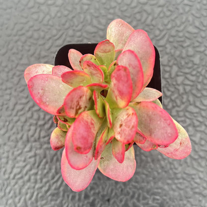 Sprout N Green Crassula Platyphylla f. Variegata, 1 Live Succulent Plant Fully Rooted in 2" Pot