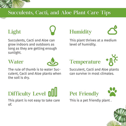 Aloe Vera Live Plant for Indoor | Different Houseplants in 4'' & 6'' Pot | Real House Plant for