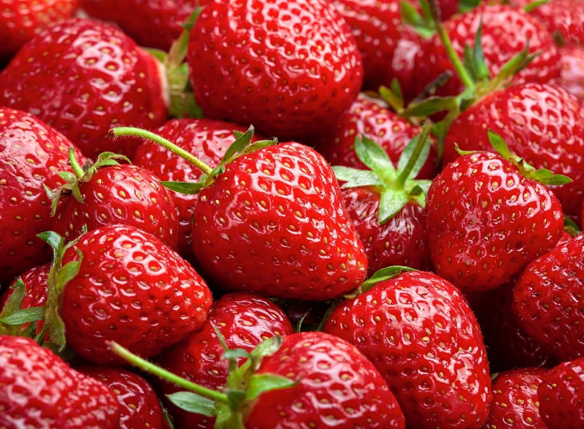Harvest Glow Strawberry Plants - Grow Tasty Strawberries - Bare Root Plants (10 Plants)