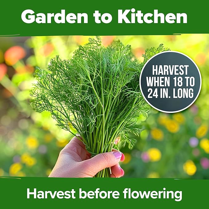 HOME GROWN 𝗨𝗦𝗔 𝗣𝗥𝗘𝗠𝗜𝗨𝗠 Dill Seeds for Planting 1,014 Bouquet Dill Seeds 𝗡𝗢𝗡-𝗚𝗠𝗢 and