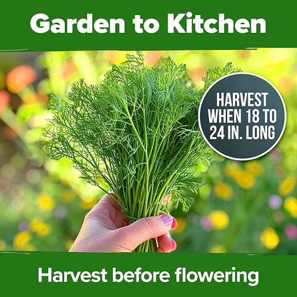 HOME GROWN 𝗨𝗦𝗔 𝗣𝗥𝗘𝗠𝗜𝗨𝗠 Dill Seeds for Planting 1,014 Bouquet Dill Seeds 𝗡𝗢𝗡-𝗚𝗠𝗢 and